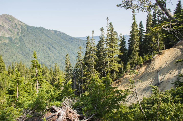 View of the ladder from the other side of the trail [after going down it]