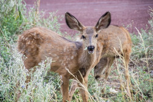 The cutest mule deer were always hanging out around our campsite.