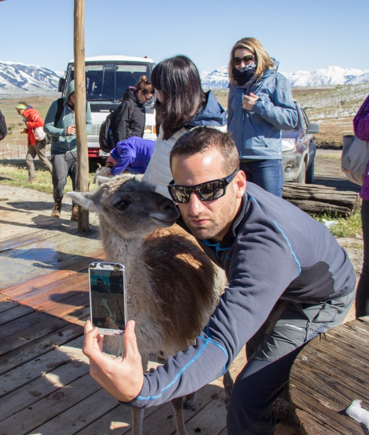 Serious selfie with the guanaco