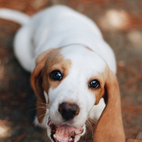 11265479_982712645074784_3394495553019826590_n